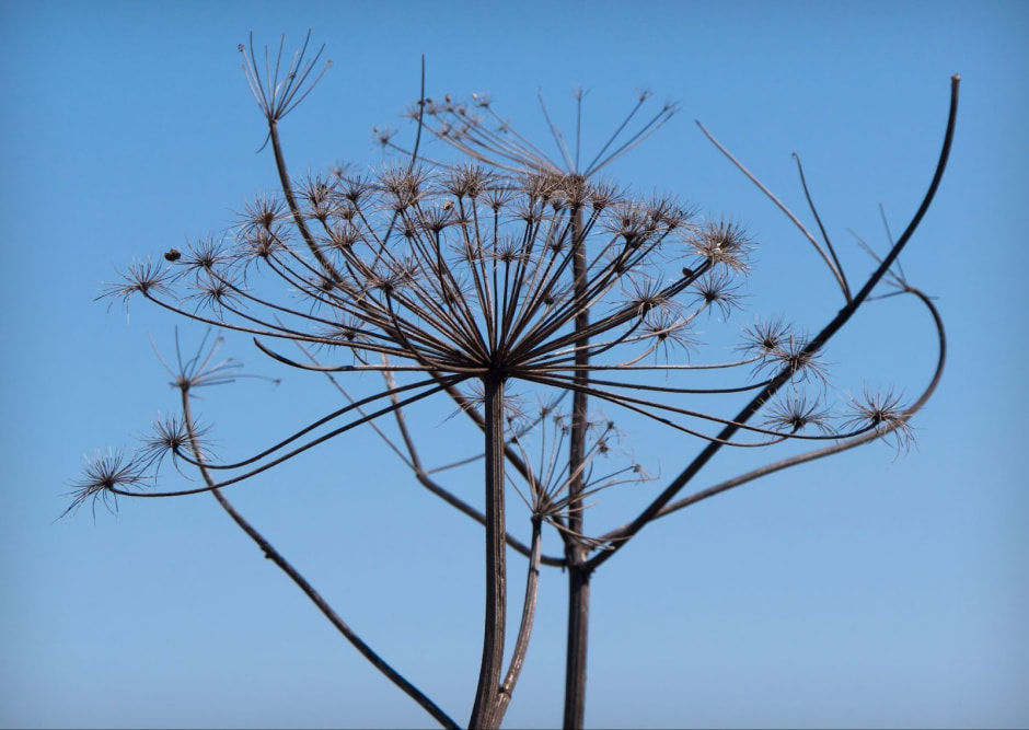 Борщевик Сосновского 9.jpg