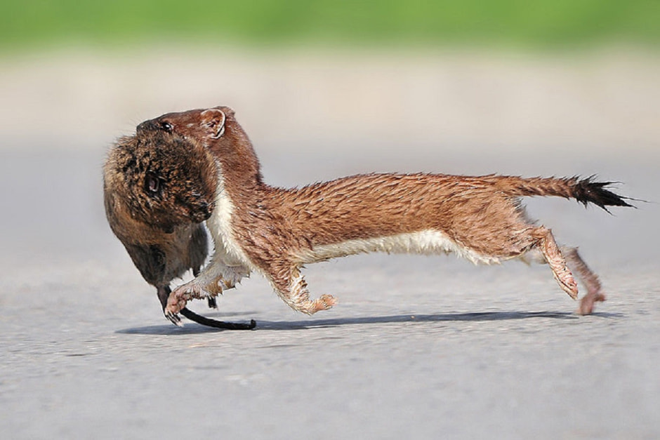 горностай.jpg горностай.jpg