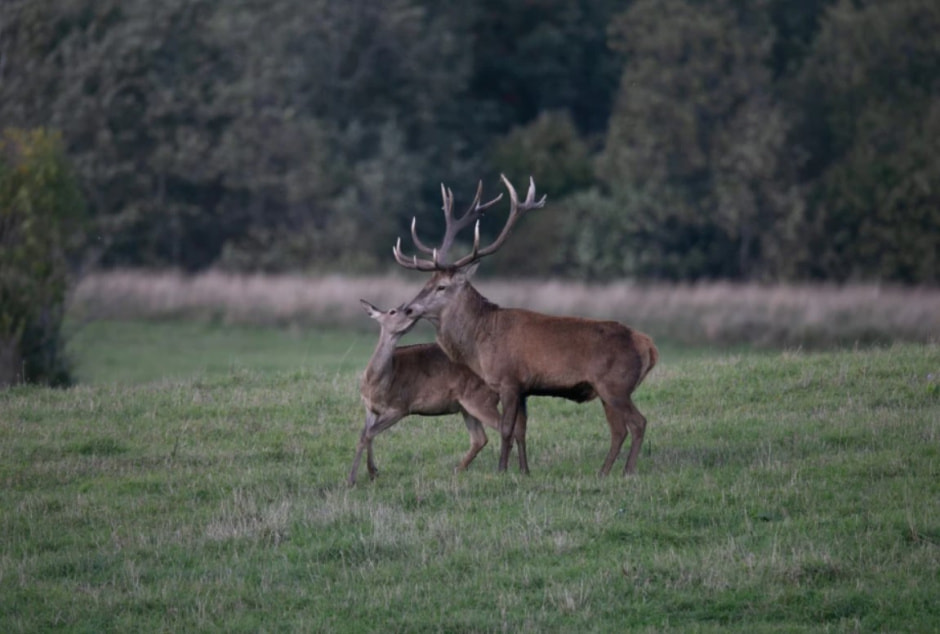 Олени Сергея Плыткевича