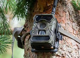 Грибники будут под камерами. Лесхозы уже усилили дежурства в этой части Беларуси