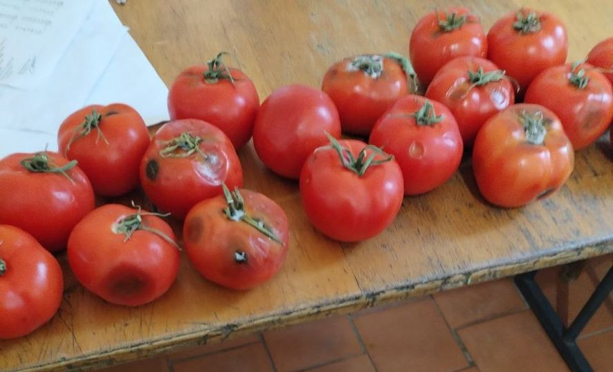 гнилые помидоры гнилые помидоры.png