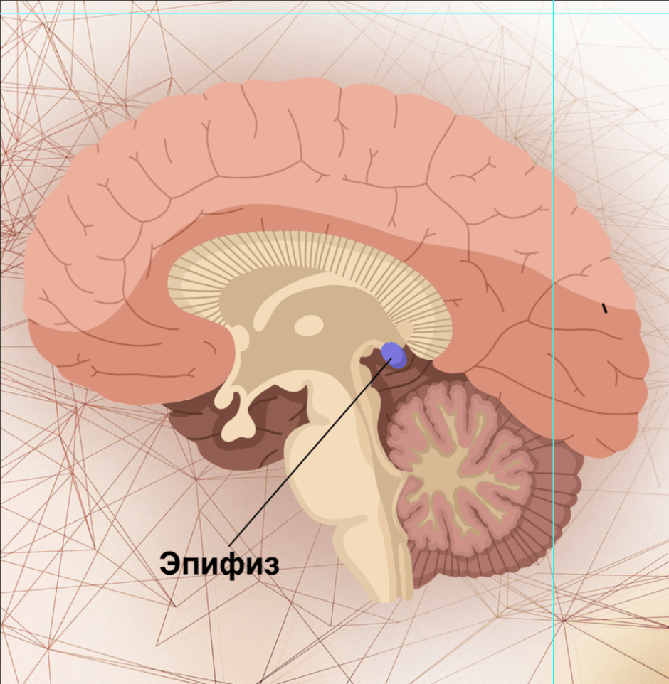 эпифиз_шишковидное тело.png
