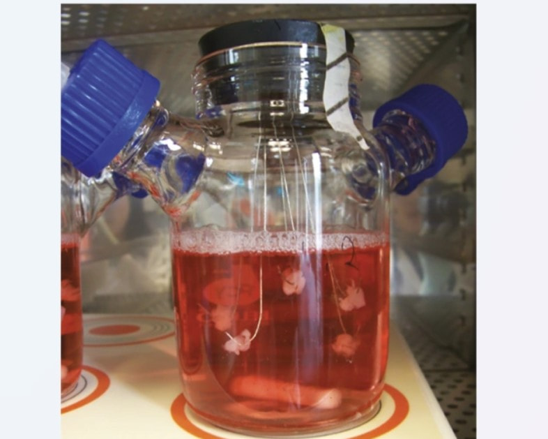 Выращенные зубы.jpg