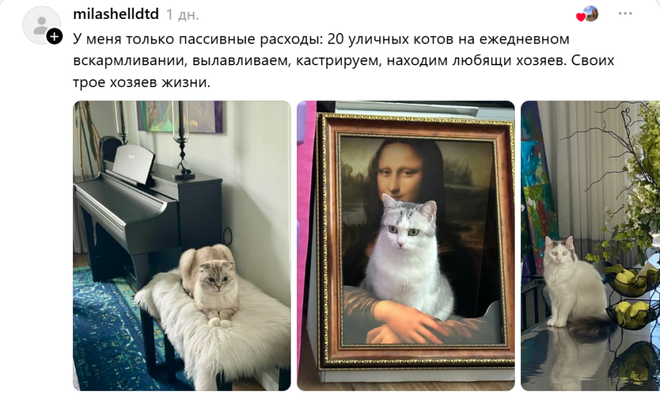 коты коты