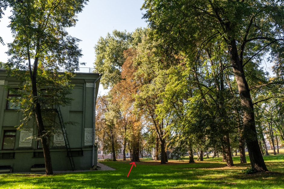 15-Тополь Купалы в Минске (отмечен стрелкой).jpg