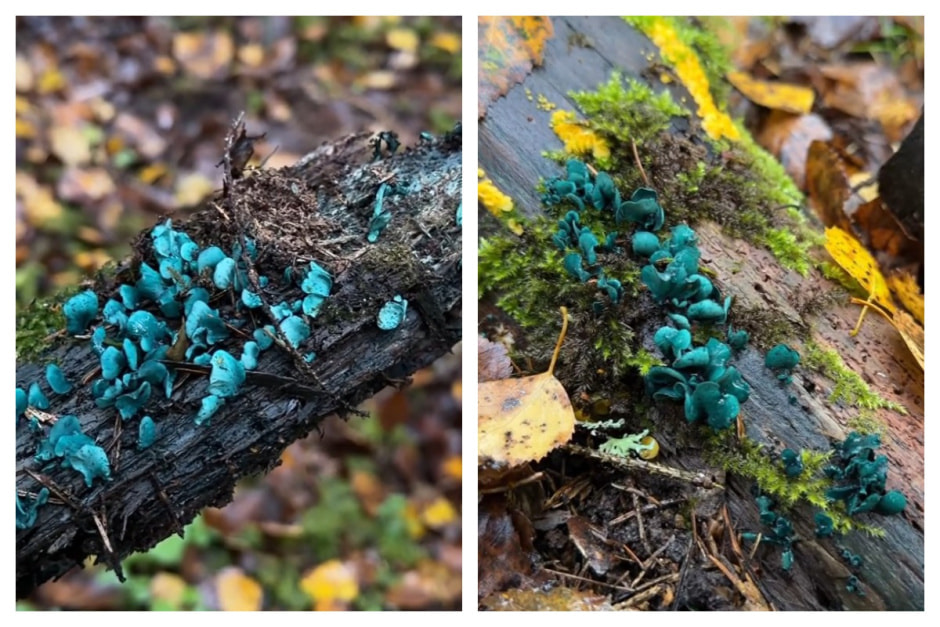 хлороцибория сине-зеленая