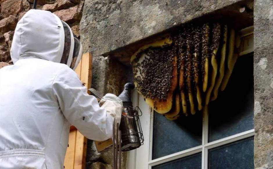 Осы и шершни на даче 3.jpg