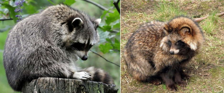 Факты о енотовидной собаке 2.jpg