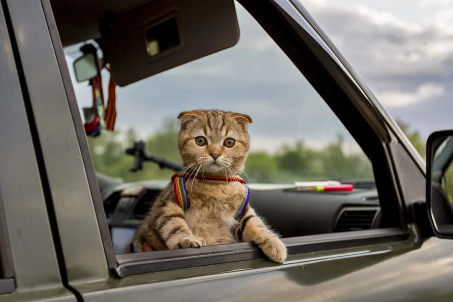 путешествие с животными2.jpg путешествие с животными2.jpg