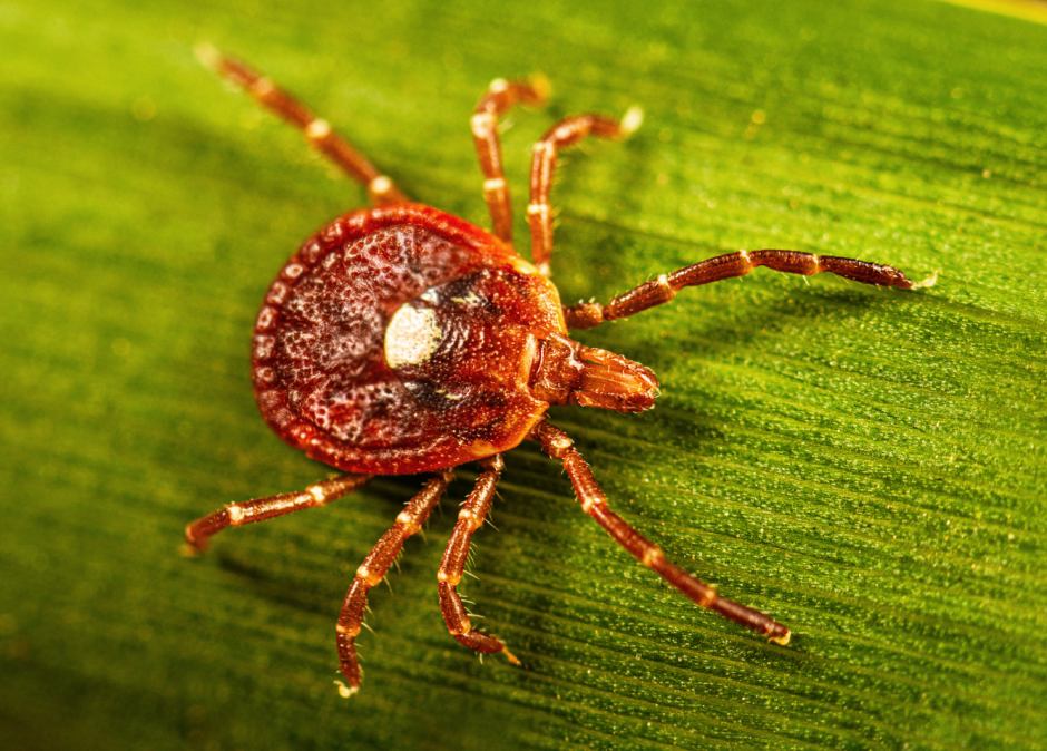 Amblyomma