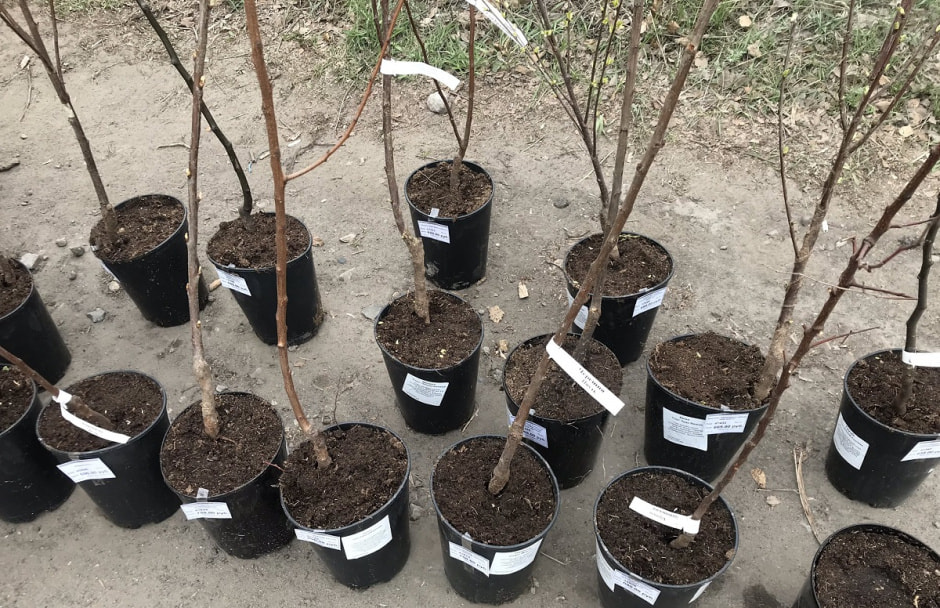 саженцы6.jpg саженцы6.jpg