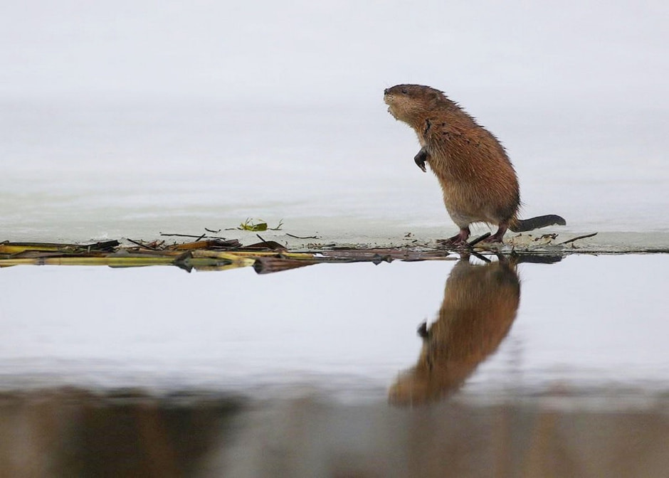 Ондатры 7.jpg