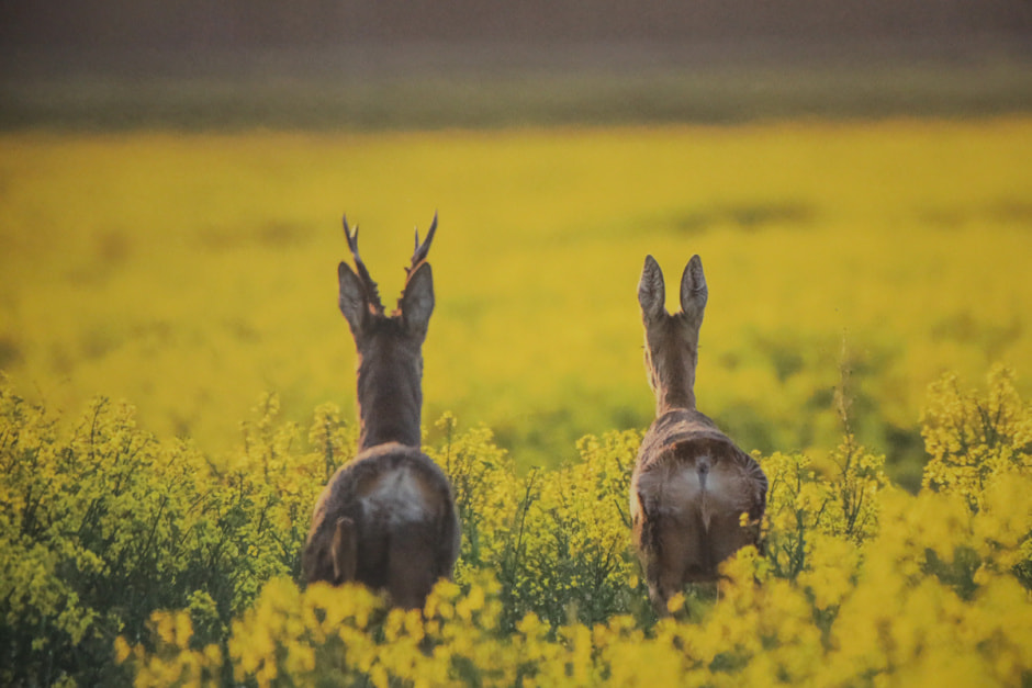 фотовыставка Дикая природа Беларуси 34.jpg