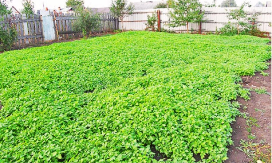 сидераты в огороде сидераты в огороде.jpg