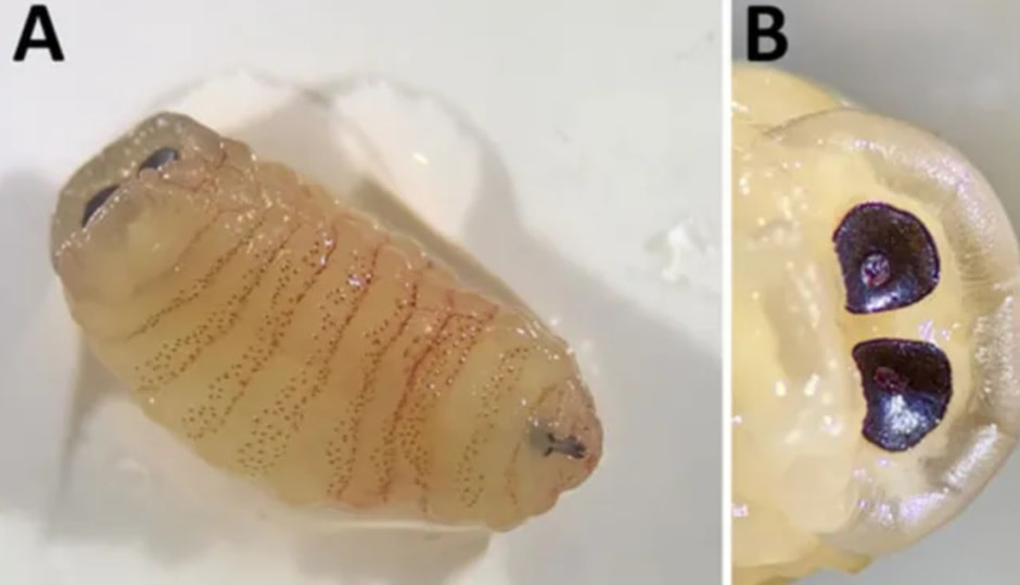 Крупный план личинок овечьей оводовой мухи Крупный план личинок овечьей оводовой мухи