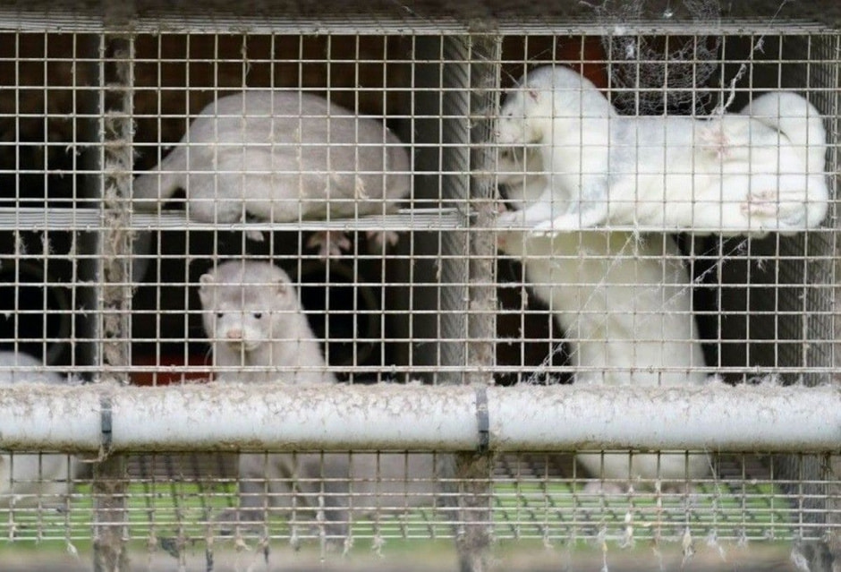 Коронавирусу 3 года 4_Норки Дания.jpg