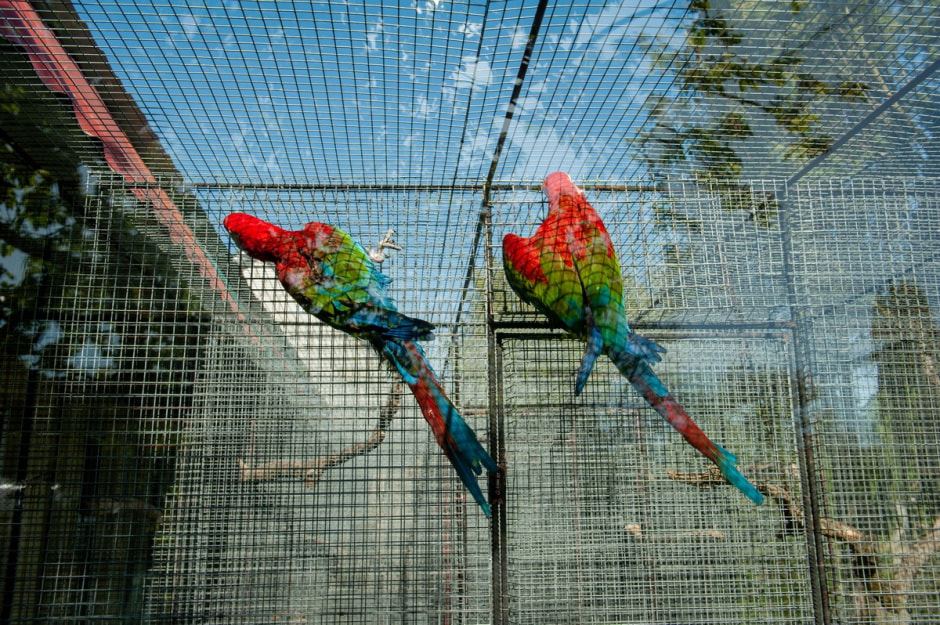 Семья Шокало и экзотический сад 32.jpg