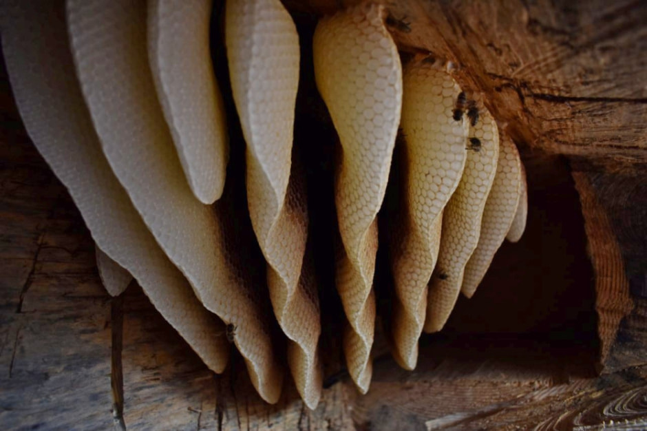 Как бортник спасает на Полесье черных пчел 22.jpg