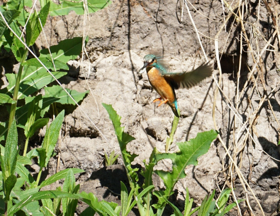 Зимородок 5.jpg