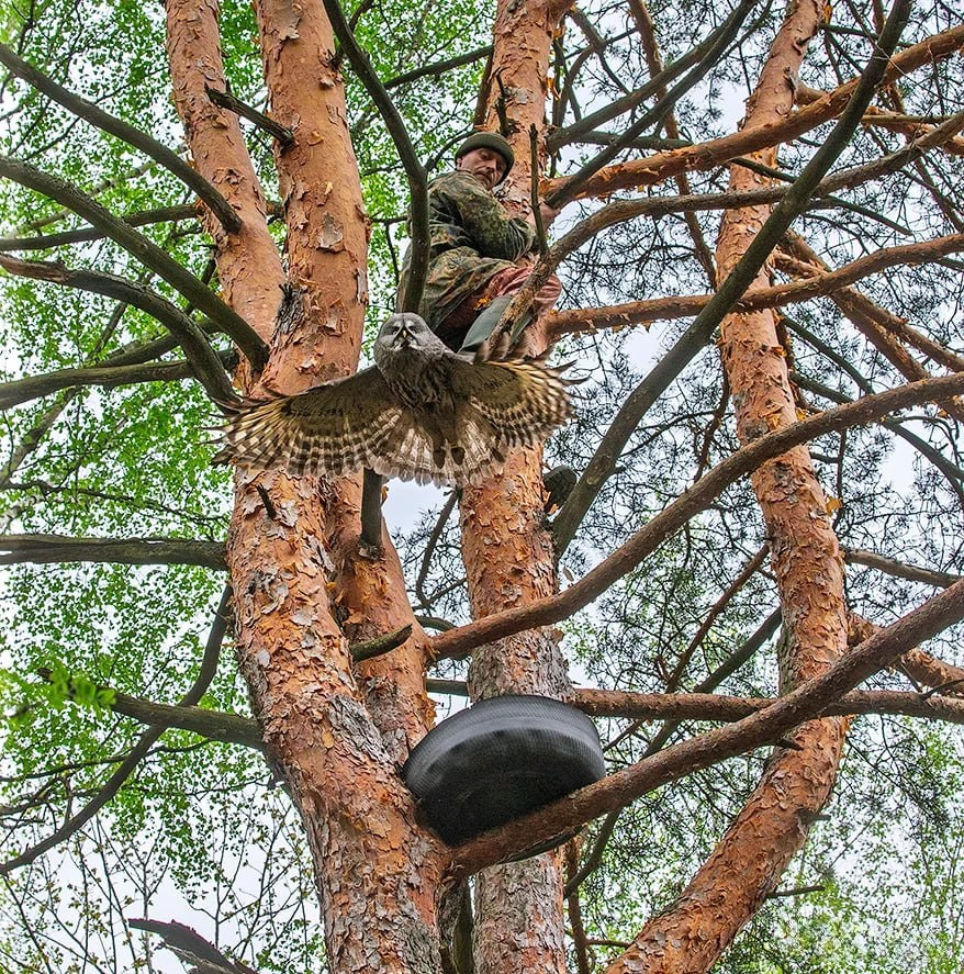 кольцевание неясыти.jpg