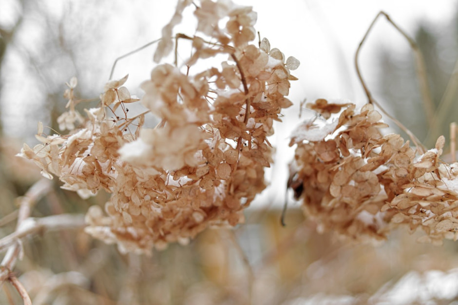 Хутор Комаришки 7.jpg