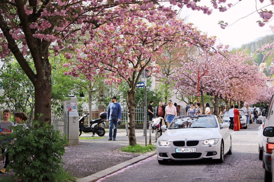 Ханами Марбург 5.jpg