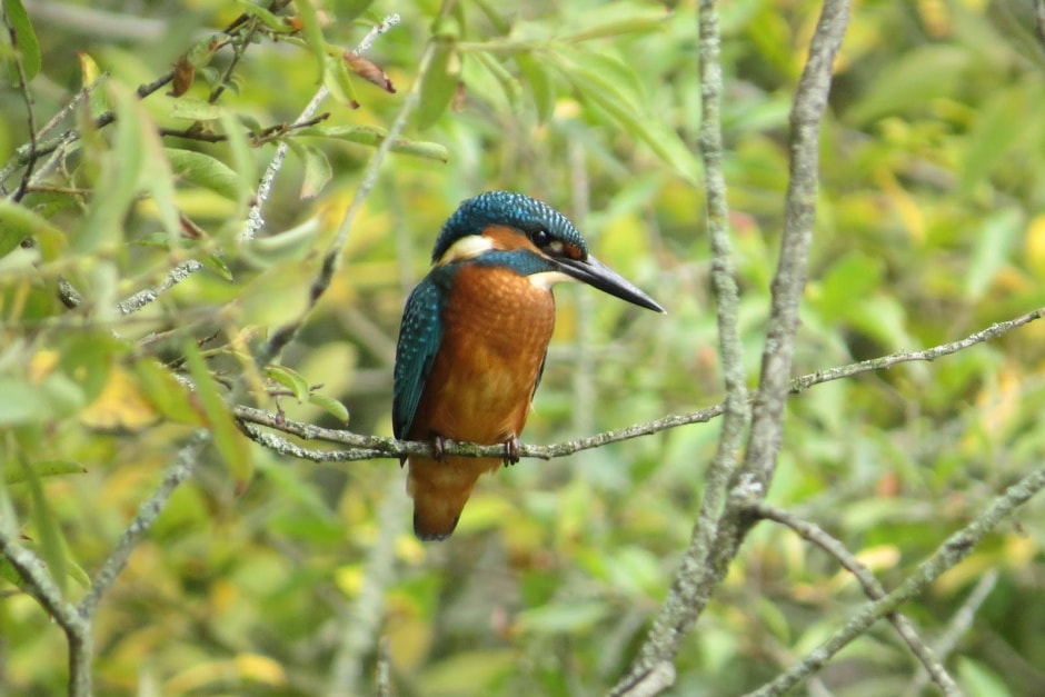 Зимородок 2.jpg