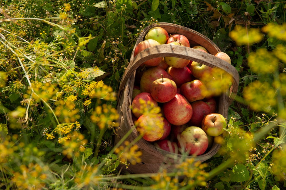 Что нужно успеть сделать в августе с деревне 20.jpg