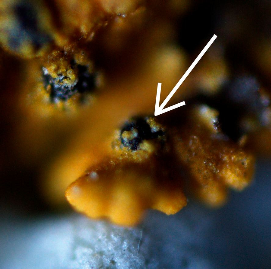 Новый гриб Гомель.jpg