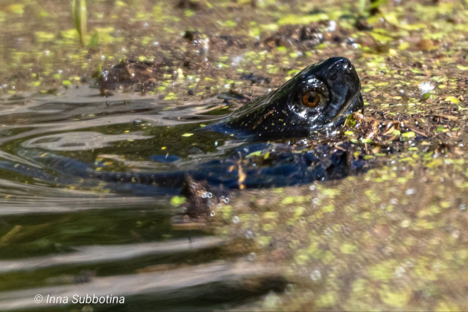 Болотная черепаха 5.png