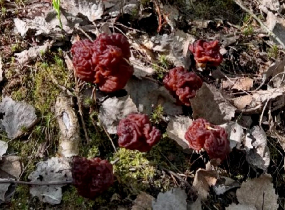 10-Грибы строчки.jpg