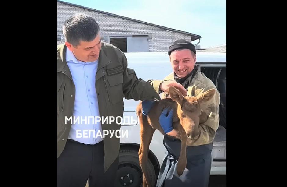 Спасенный лосенок.png