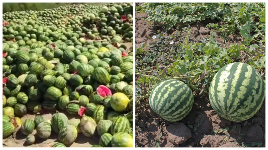 Узбекские фермеры не знают, куда девать урожай арбузов.jpg Узбекские фермеры не знают, куда девать урожай арбузов.jpg