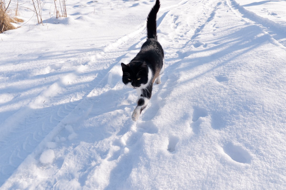 Возрождение деревни Косаричи 1.jpg