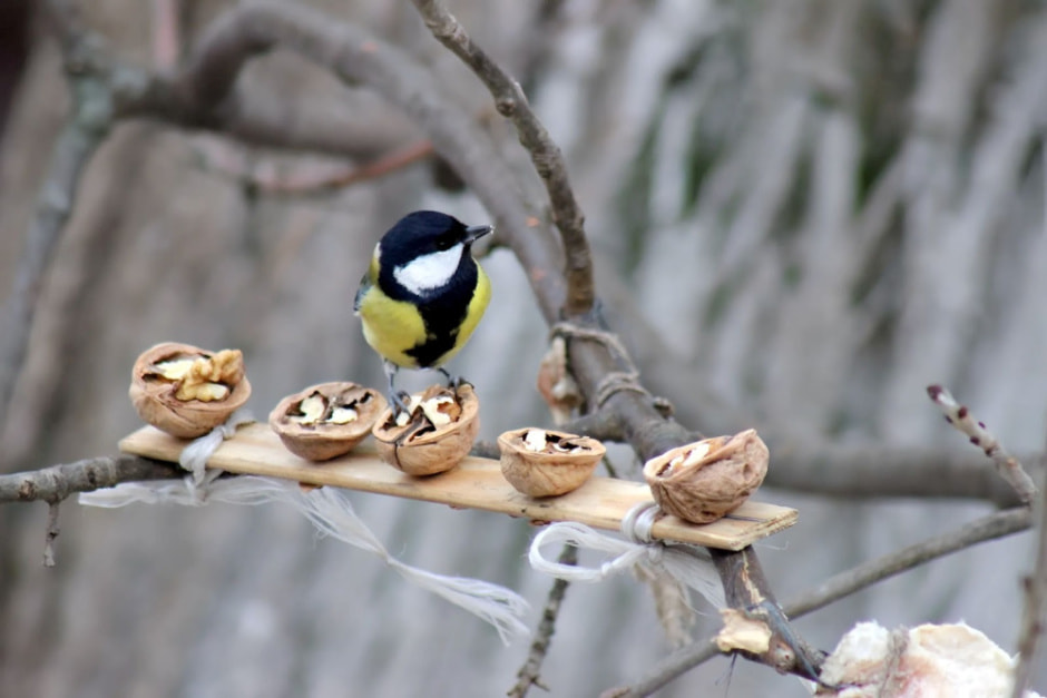 Подкармливаем птиц зимой 9.jpg