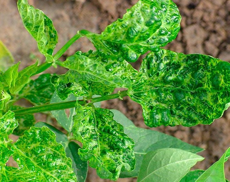 photo_2025-04-12_16-36-09 (3).jpg