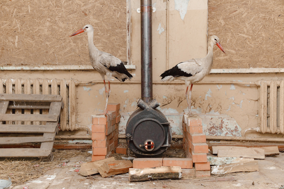 Зимовка аистов в деревне Высокое 6-1.jpg