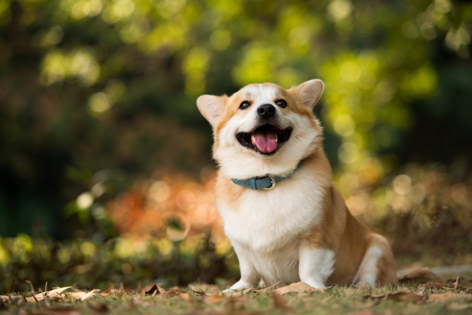 Довольная собака.jpg