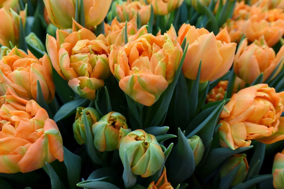 Как на Полесье выращивают тюльпаны 17.jpg