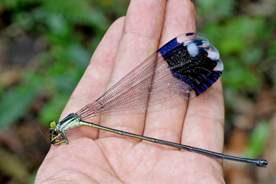 Стрекозы в Беларуси 3.jpg