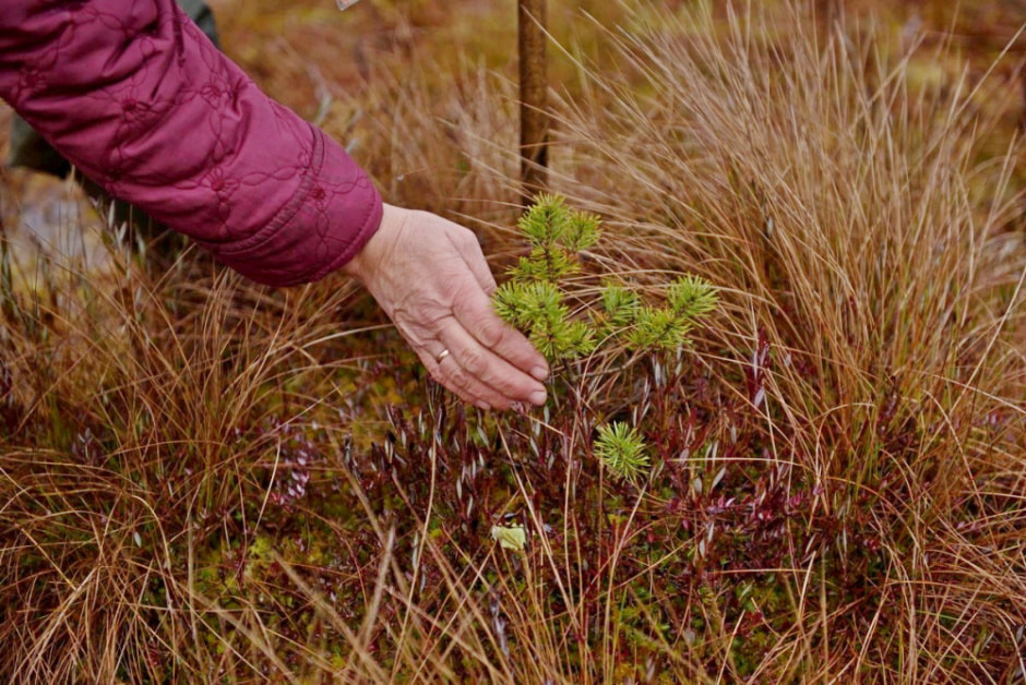Проводник по болоту Кася 12.jpg