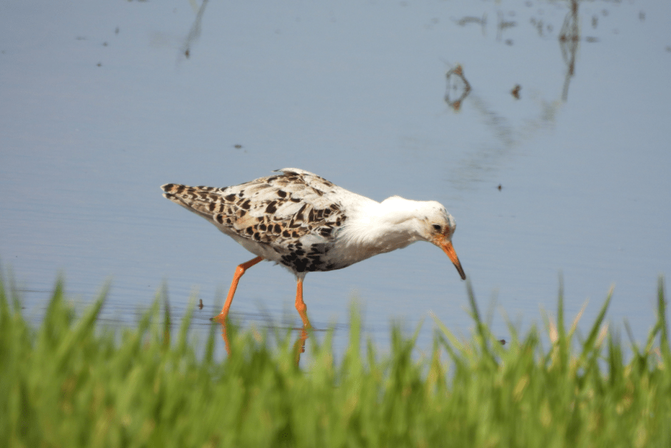 Турухтаны 8.png