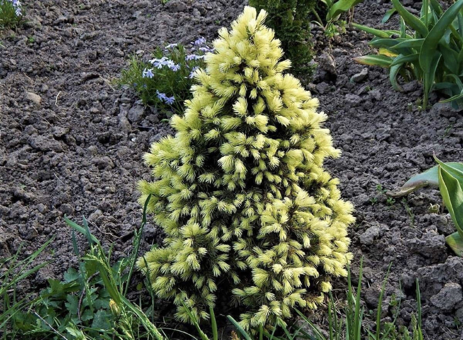 Хвойные на дач