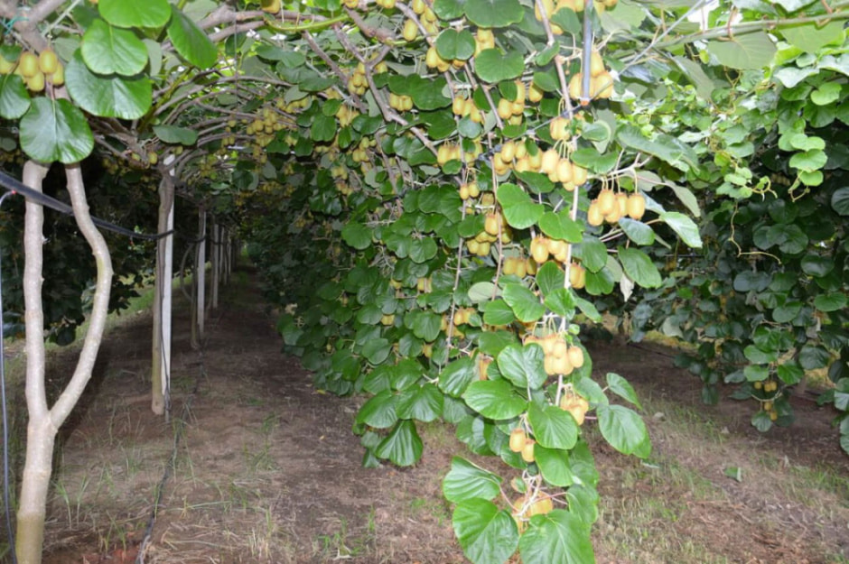 aktinidia.jpg aktinidia.jpg