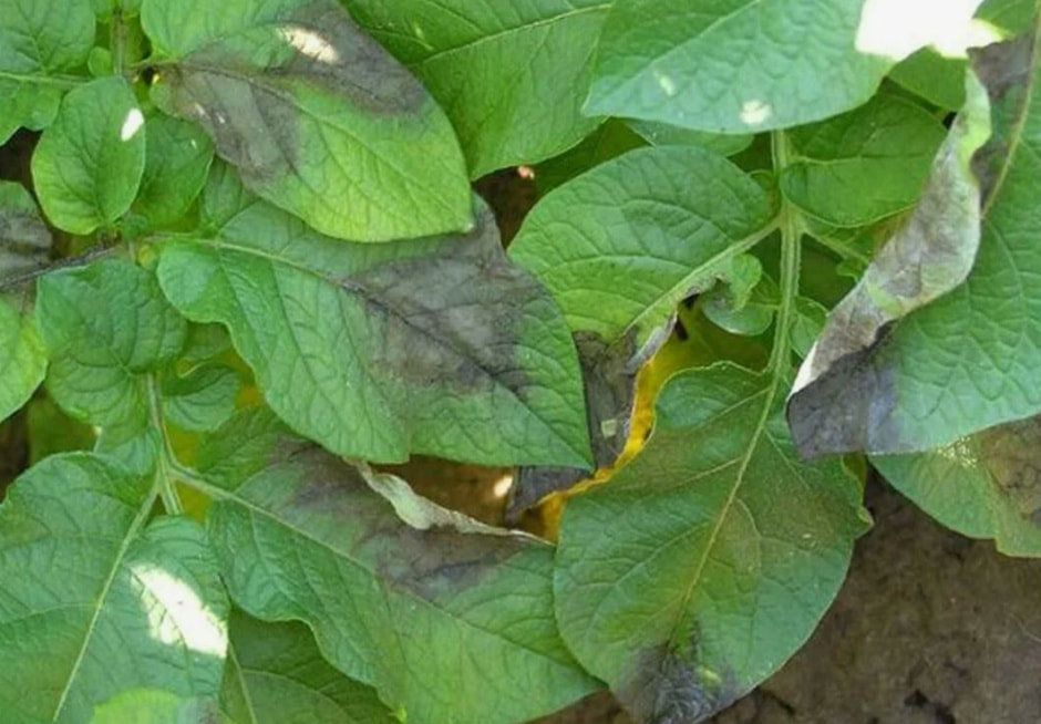 больные листья