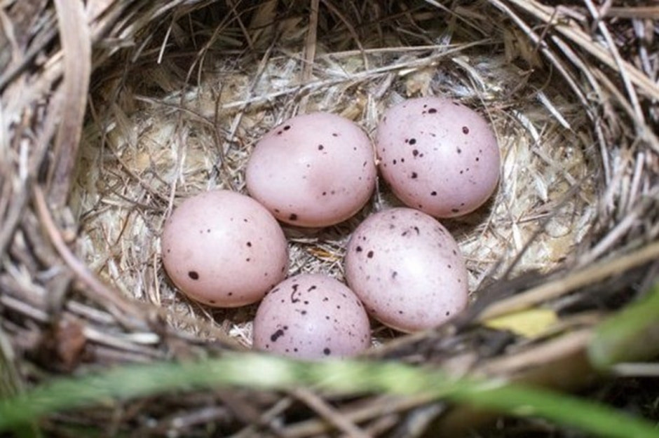 Яйца диких птиц 5.jpg