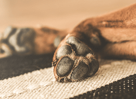 Скулила в мусорном баке: история собаки из Полоцкого района закончилась уголовным делом