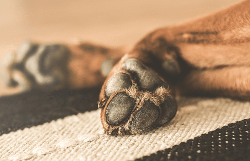 Под Логойском мужчина повесил собаку, “потому что соседи жаловались”