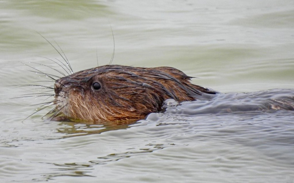 Ондатры 11.jpg