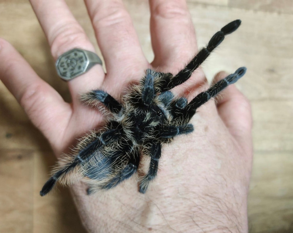 Домашние гады 10.jpg Домашние гады 10.jpg